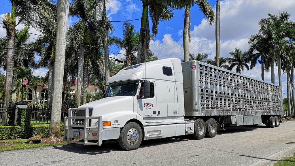 Owner Operator Livestock TransportTruck